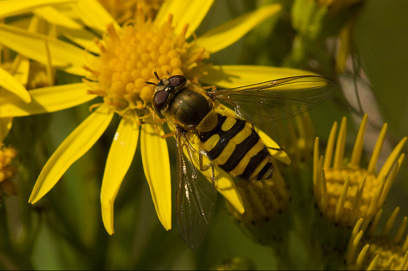 Common Hover-fly © Dawn Breese - 1st