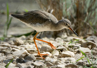 Redshank Dance ©Peter Gilbert - 3rd=
