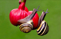 White Lipped Snails © Peter Preece - HC