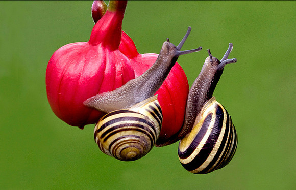 White Lipped Snails © Peter Preece - HC