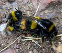 Bumble bees mating © David P Howard - HC