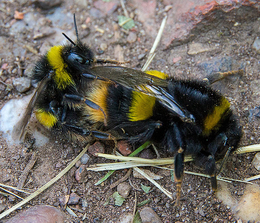 Bumble bees mating © David P Howard - HC