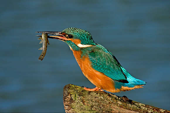 Kingfisher with fish © Margaret Preece - 3rd.