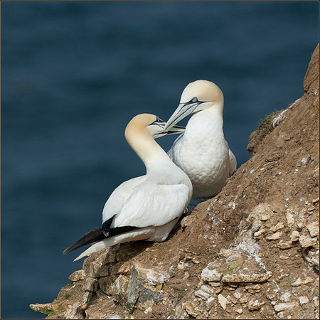 Northern Gannet courtship II © Peter Gilbert - HC