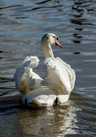 On Guard © Jill Dyson Orme - HC