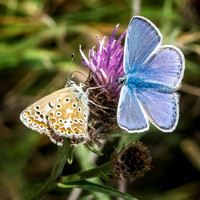 Common Blue Female and Male © Dick Prior - HC