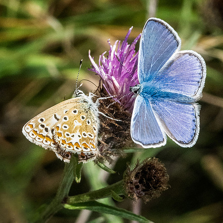 Common Blue Female and Male © Dick Prior - HC