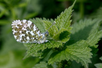 Orange Tip © Jill Dyson Orme - 2nd.=
