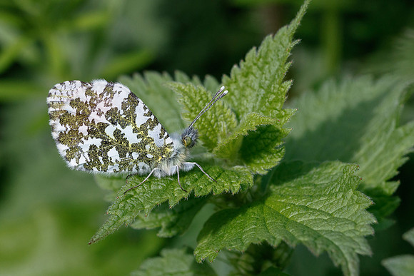 Orange Tip © Jill Dyson Orme - 2nd.=