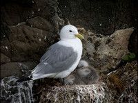 Kittiwake with Young © Derek Wood - HC