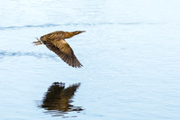 Bittern © Jill Dyson Orme - HC
