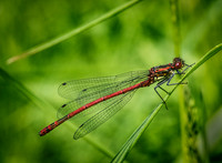 Large Red Damselfly © Dick Prior - 2nd.=