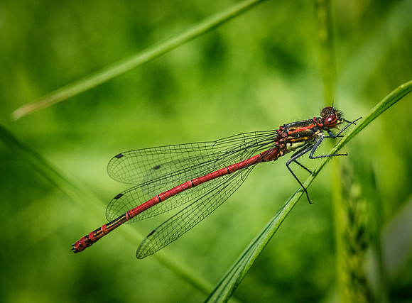 Large Red Damselfly © Dick Prior - 2nd.=