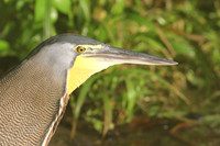 Tiger Heron © John Edwards 3rd =