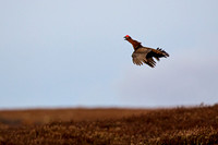 Not a famous grouse © John Edwards 3rd =