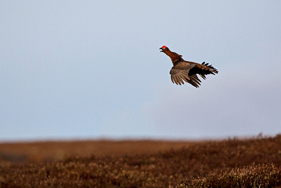 Not a famous grouse © John Edwards 3rd =