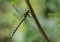 Southern Hawker © Jill Dyson-Orme 2nd