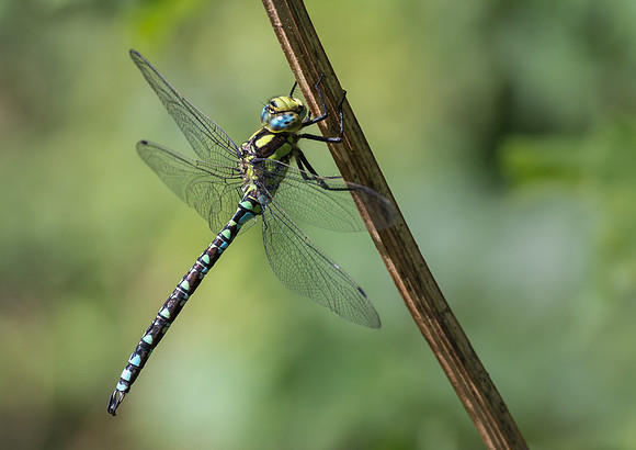 Southern Hawker © Jill Dyson-Orme 2nd