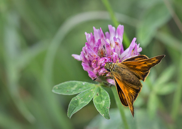 Large Skipper © Jill Dyson-Orme 1st