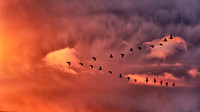 Going Home © Malcolm Ranieri - HC