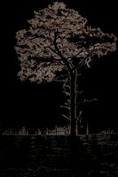 Lonesome Pine © Michael Robertson-Smith - HC
