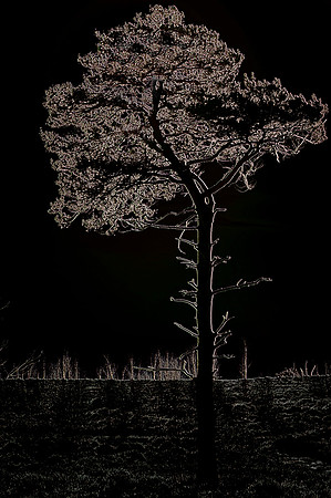 Lonesome Pine © Michael Robertson-Smith - HC
