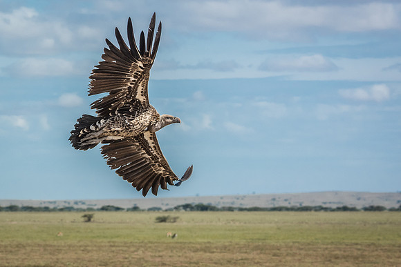 Ruppells Vulture © Mary Kirkby - C
