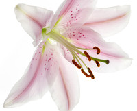 Stargazer Lily © Jill Orme - HC