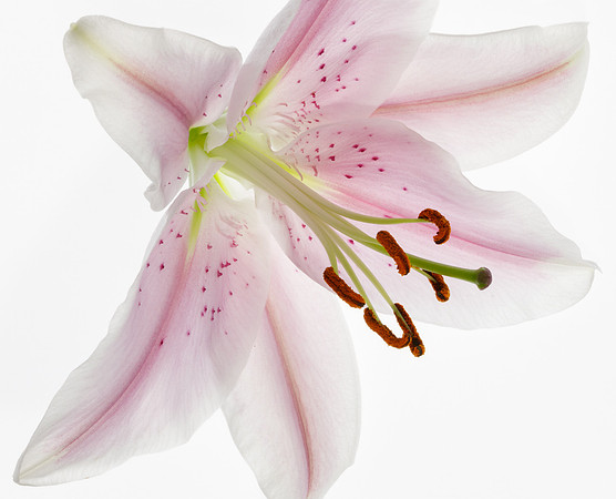 Stargazer Lily © Jill Orme - HC