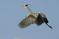 Grey Heron © Derek Walton - HC