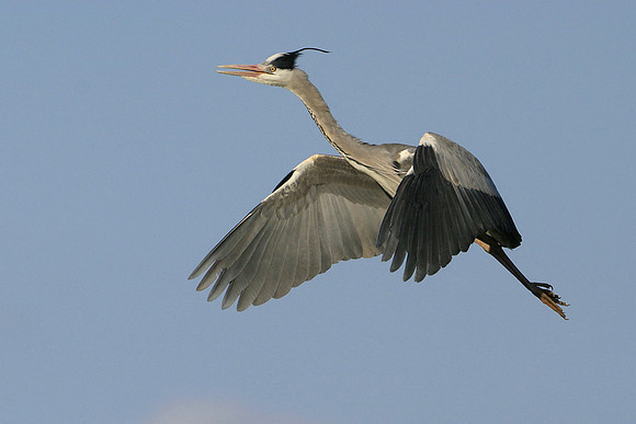 Grey Heron © Derek Walton - HC