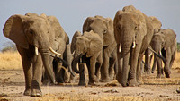 A  Tusk Force © John Edwards - C