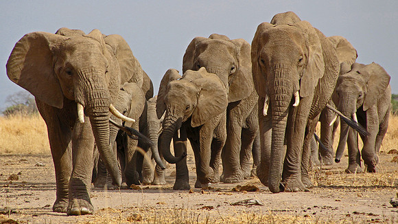 A  Tusk Force © John Edwards - C