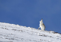 Mountain Hare © Derek Walton - 2nd