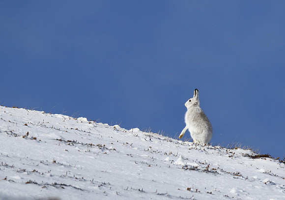 Mountain Hare © Derek Walton - 2nd