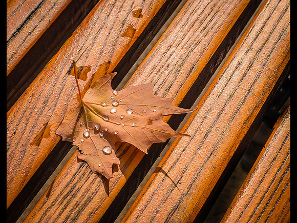 Fallen Leaf © Heather Wood - C