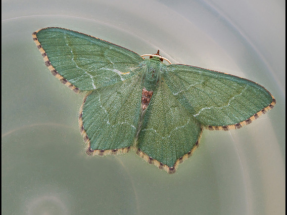 Emerald Moth © Stewart Band - C