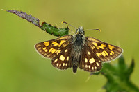 Chequered Skipper © Derek Walton - HC