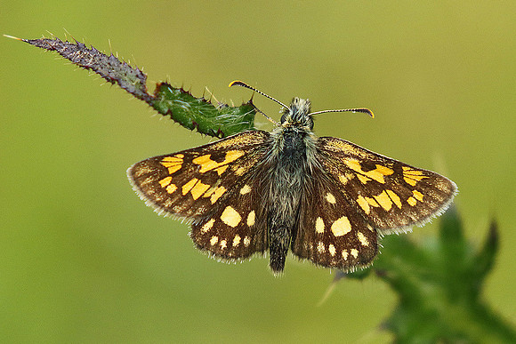Chequered Skipper © Derek Walton - HC