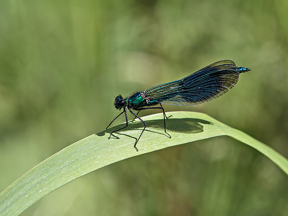 Male Banded Damoseille © Malcolm Ranieri - HC