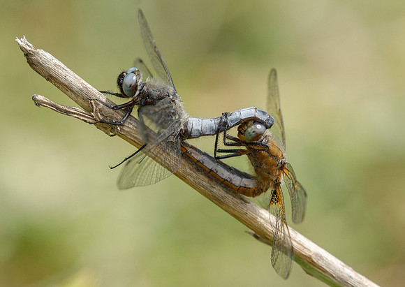 Scarce Chasers in Cop © Jill Dyson Orme - 2nd