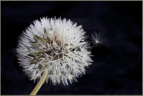 Ready to Fly © Dawn Breeze - 1st.