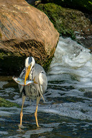Lunch © Michael Robertson-Smith - HC