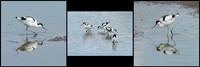 Wandering Avocets © Peter Gilbert 2nd=