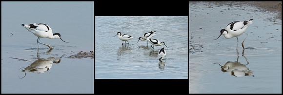 Wandering Avocets © Peter Gilbert 2nd=