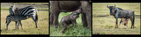 Mums and their Babies © Mary Kirkby 2nd =
