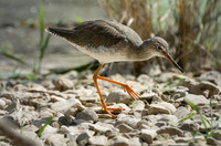 Redshank Dance © Peter Gilbert - 3rd.