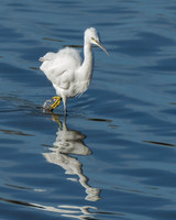 Little Egret on the March © Peter Gilbert - C