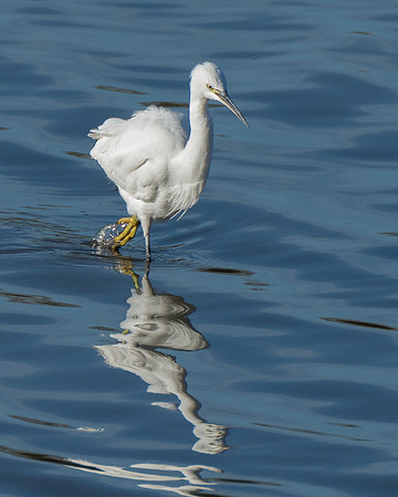 Little Egret on the March © Peter Gilbert - C