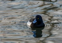 Tufted duck © Jill Orme HC